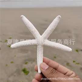 天然贝壳海螺系列手指五指细长海星标本家居地台装饰品拍摄道具