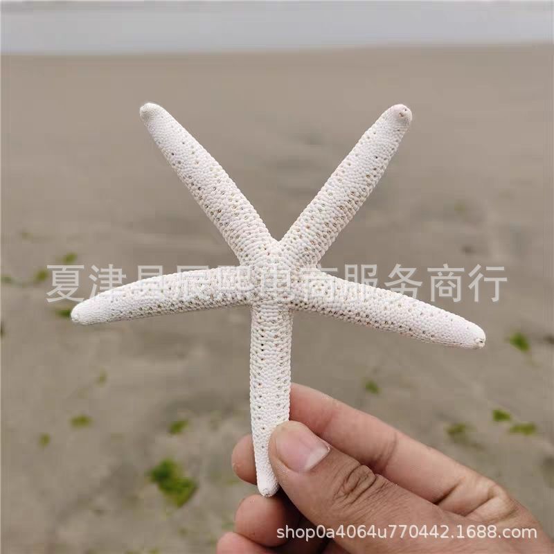 Natural Shell Conch Series Finger Slender Starfish Specimen Home Floor Decoration Photography Props