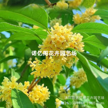 四季桂花苗金桂花苗日香桂花苗 桂花树苗丹桂红桂花 盆栽庭院种植