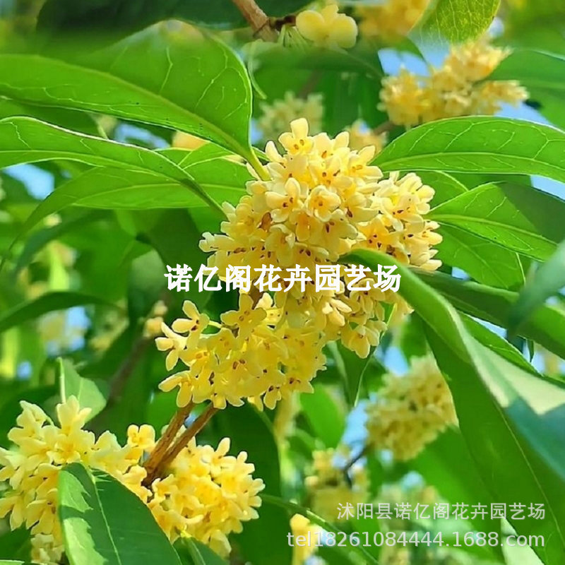 四季桂花苗金桂花苗日香桂花苗 桂花树苗丹桂红桂花 盆栽庭院种植