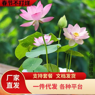 һ�����l��ɏˮ��ֲ�ﻨ�ܷN�����҃����׻��ļ��_��ˮ�B���Ժɻ�