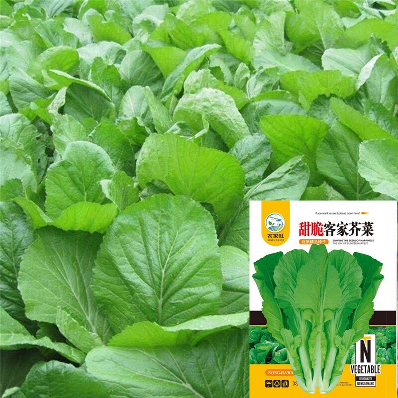 Local Hakka Sweet Mustard Seeds, Residue-Free Chicken Leg Mustard Seeds, Thick-Stemmed, Meaty, Farm-Grown, Cabbage-Like, Suitable for Year-Round Planting