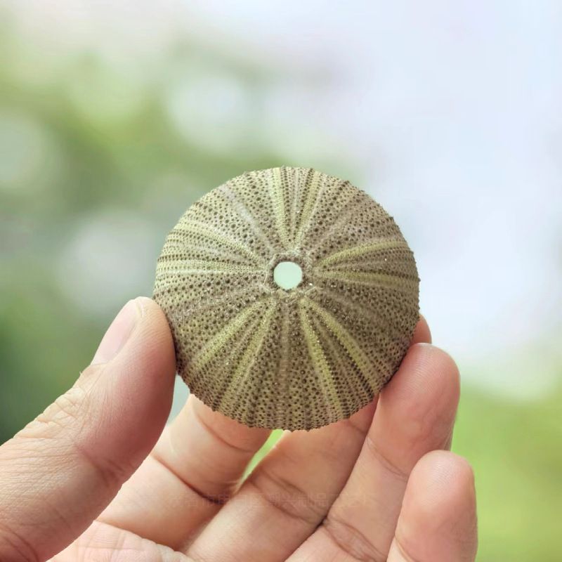 Green sea urchin shell 5-6cm1