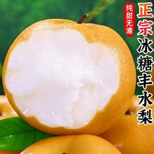 河北丰水梨9斤梨子当季水果黄皮花脆甜酥翠雪梨整箱一件代发多汁