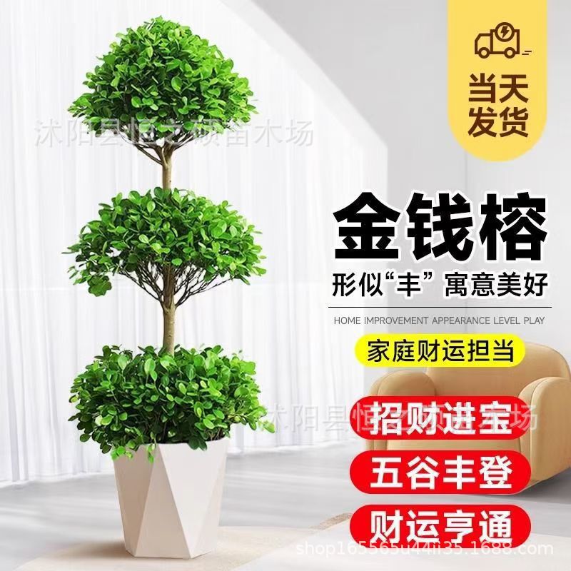 Three-Layer Money Banyan Tree Potted Flower Living Room Medium and Large Leaf Money Tree Bonsai Money Banyan Tree Purifies the Air