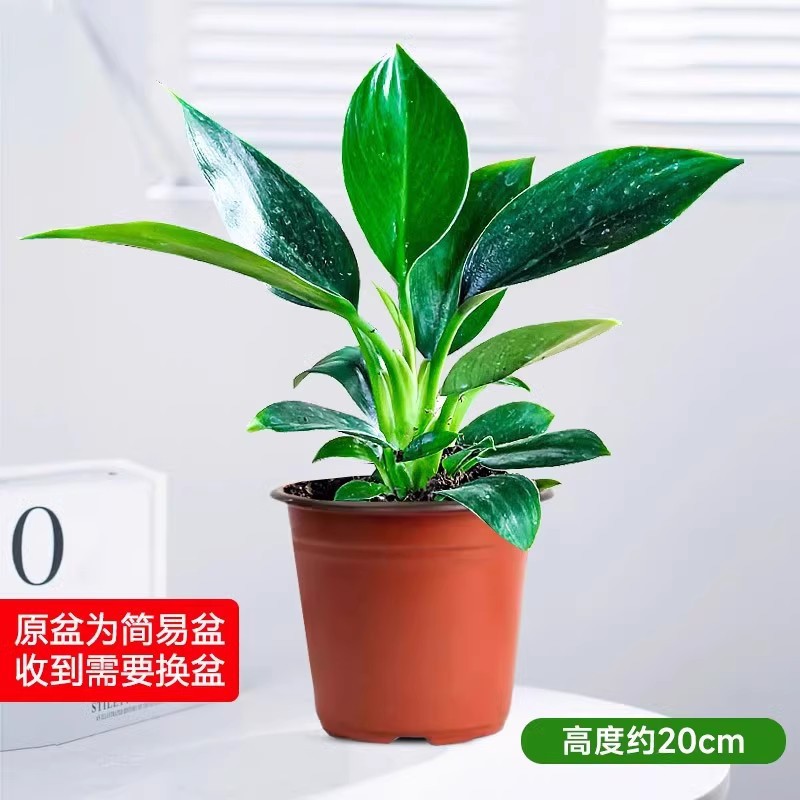 【눈을 감고 입장하세요】⚡20cm 황금 다이아몬드 1개 + 오리지널 흙 냄비 + 영양액