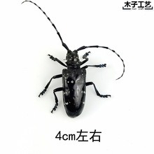 昆虫蝴蝶标本真虫动物锹甲虫天牛教学教育拍照道具原虫满20元包邮