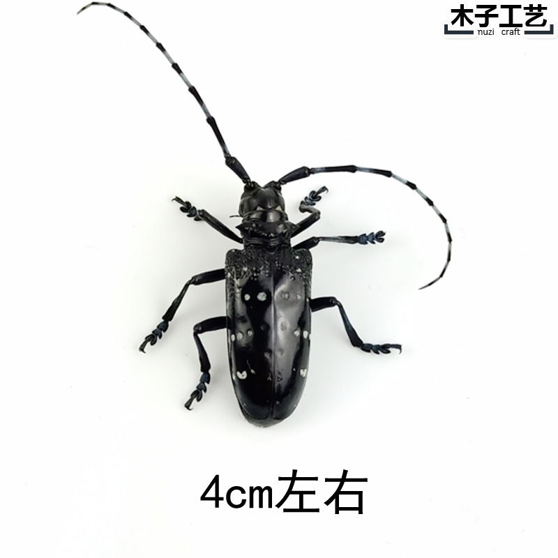 昆虫蝴蝶标本真虫动物锹甲虫天牛教学教育拍照道具原虫满20元包邮