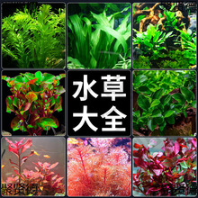 ˮ��ֲ���~��ˮ���쾰���ˮ���ˮ�Ųݸ׾Gֲ��������~������