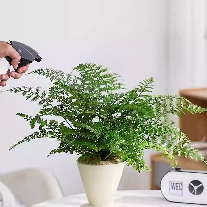 Ping an Jim Fern Potted Indoor Living Room Office Evergreen Foliage Green Plants Purify the Air and Are Shade Tolerant and Easy to Maintain