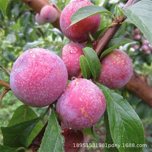 �޽Ӈ���ʮ��̖������17̖������������ϱ����Nֲ����Y��������