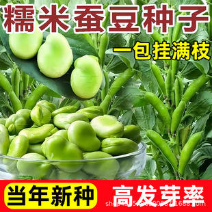 �Q���N���ش�߮aŴ���Q���N�������_�h�������ͺ��ﶬ���߲˷N��