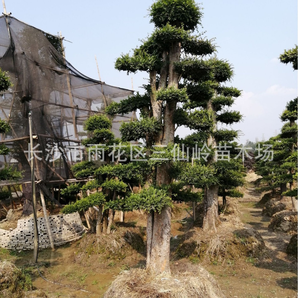 湖南榆树产业带厂价供应榆树桩景造型榆树庭院榆树价格低