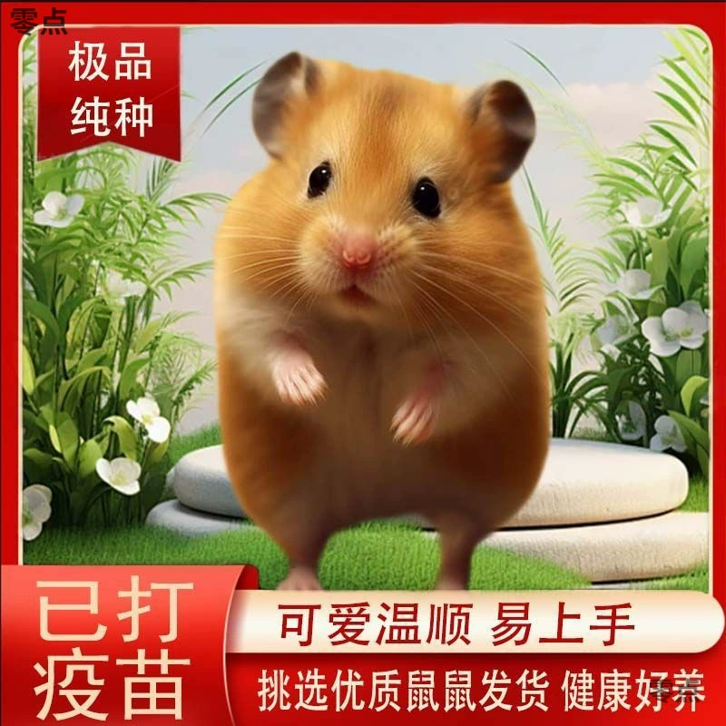 Вакцинированные живые хомяки, фиолетовые хомяки, серебристые лисы, золотые медведи, медведи в тигровую полоску, дикие маленькие домашние животные, милые маленькие хомяки.