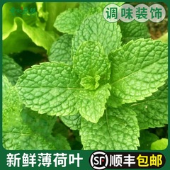 薄荷叶新鲜食用泡水装饰烘焙调酒商用专用500g包邮鲜留兰香薄荷叶