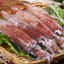 东山岛海捕大鱿鱼速冻大管秋条海鲜烧烤铁板整只鱿鱼食材商用装