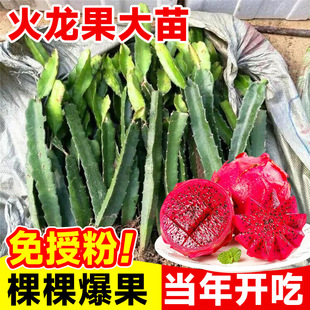 Red Heart Dragon Fruit Seedlings, Fruit Tree Potted Plants, Balcony Courtyard, North and South All Year Round Planting Saplings, Grafted White Heart Fruit Seedlings