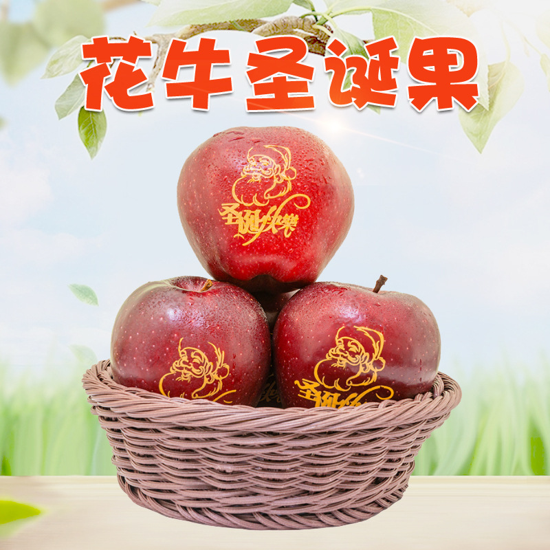 【花牛平安果】甘肃天水花牛苹果刻字圣诞果礼盒红蛇果当季水果