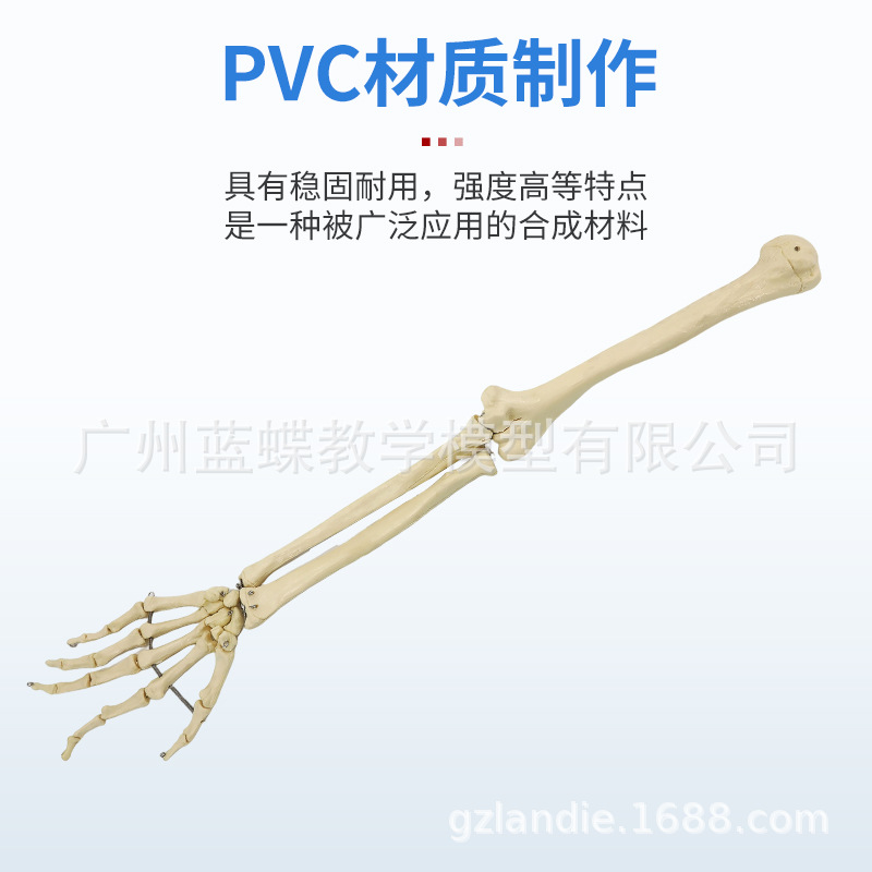 ����ȫ�ȹ���ģ�͹ɹ��ֹǹ�������Ǽ���֫�ؽڹǼܽ�ѧ