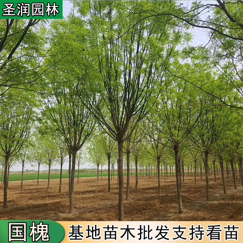 国槐大树苗基地国槐大树苗基地供应速生国槐大小树