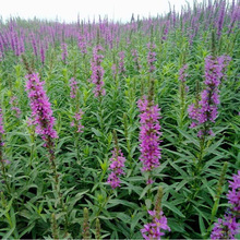 ǧ���˷N�Ӷ�����ˮ�����ܻ����N��ˮ���N�Ӿ��^�G���ͺ�ֲ��N��