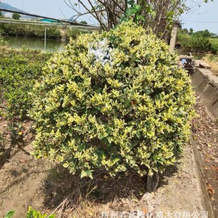 �����ش������l�����~Ůؑ��P50-180CM/��ϵ��/�ɻ��ʸ�