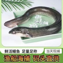 鳗鱼鲈鳗 整条鲜活冷冻 福建东山岛【爱心鱼满舱一件代发直播】