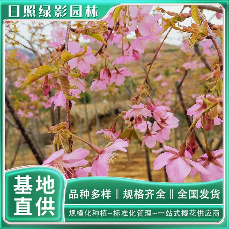 Где купить 8cm саженцев вишневого цвета Dahang, оптовая продажа вишневого цвета, происхождение, легко выживать, Luying Garden