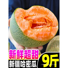 新疆哈密瓜10斤新鲜水果西州蜜瓜25号老汉瓜一整箱网纹甜瓜无