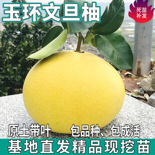 һ�����l ��h�ĵ��֘����ϱ���ͥԺ�����ش�����Լ޽Ӱ�������