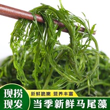 鞭炮笋即食长寿菜凉拌盐渍马尾藻新鲜火锅食材干货海带威海鞭泡笋