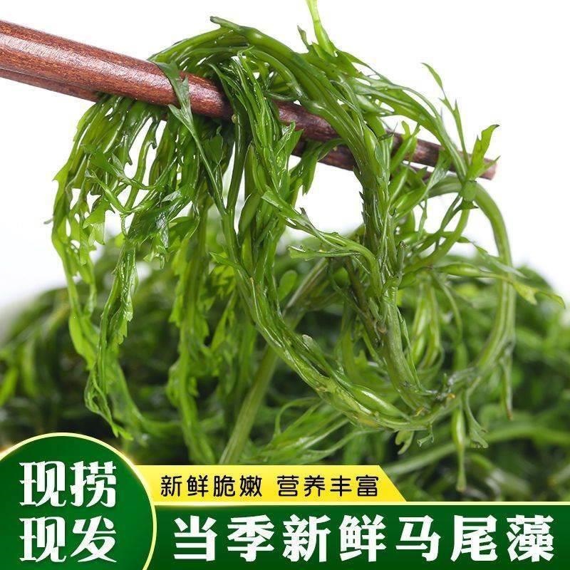 鞭炮笋即食长寿菜凉拌盐渍马尾藻新鲜火锅食材干货海带威海鞭泡笋