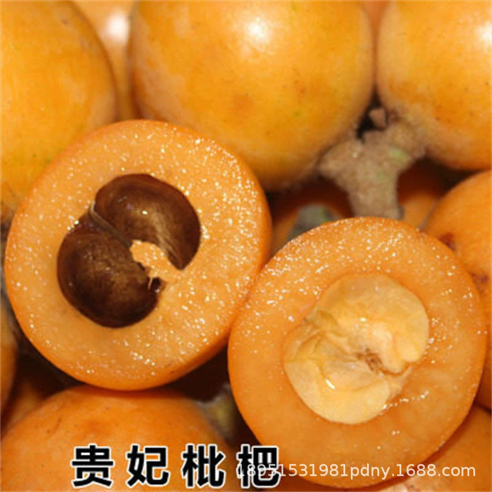 Императорская наложница Рассада мушмулы Очень большая прививка Саженцы плодов в горшке Посадка в Южном и Северном дворе Посадка фруктовых деревьев в год