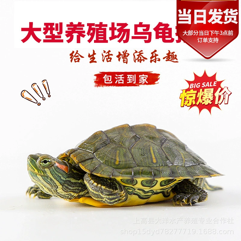 Размер Вайтанга Бразильская черепаха Красные уши Черепаха Домашнее животное Черепаха Декоративная черепаха Маленькая черепаха Бразильская черепаха Live Pack Живые волосы