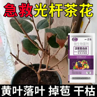 Camellia Fungicide for Black Spot and Leaf Spot Disease, Special Medicine for Yellow Leaves, Dead Leaves, Dry Tips, and Scorched Tips; How to Care for Camellia Fertilizer