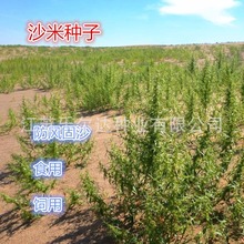 沙米种子生态修复植被种子登相子荒漠饲料骆驼喜食荒山复绿化草籽