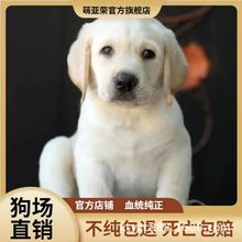 纯种拉布拉多幼犬奶白色黑色拉布拉多导盲犬神犬小七活体宠物狗狗