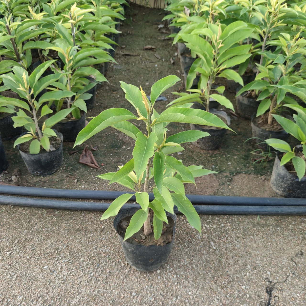 2406 база оптовая поставка Huanglan 40-60cm высокая привитые саженцы