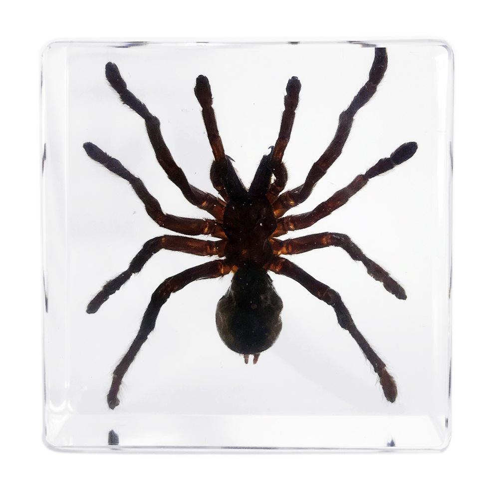 75*75MM 사각 장식품 새 가수 거미