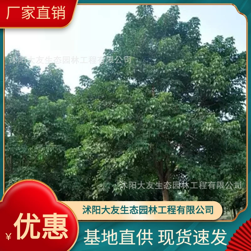 Базовые Оптовые двойные девятые саженцы собственного производства Живописный пейзаж Дорога Сад инженерия Зеленые саженцы