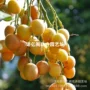 无核无籽果树黄皮嫁接苗
