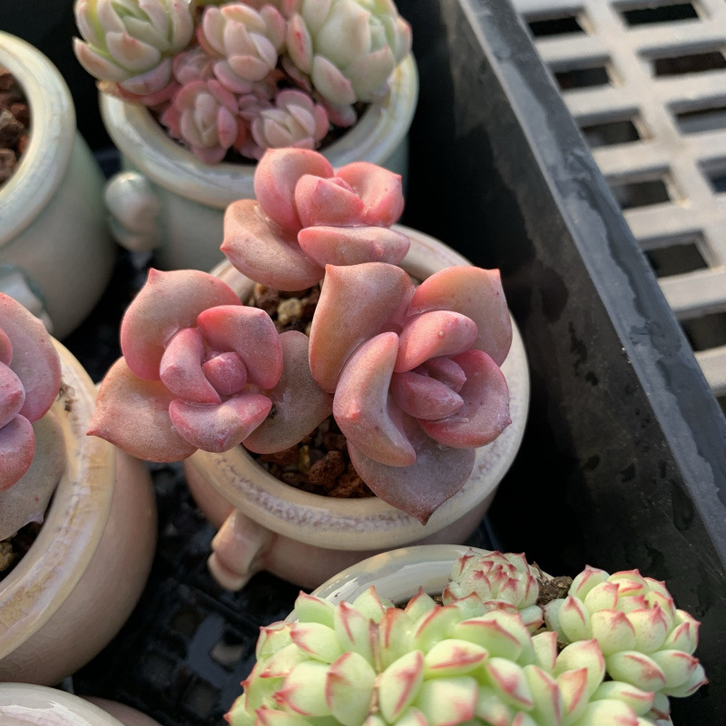 小さな多肉植物、超かわいい、貴重で希少な親指鉢、ミニ鉢植え、鉢付き多肉植物鉢植え、小さな古い支柱|undefined