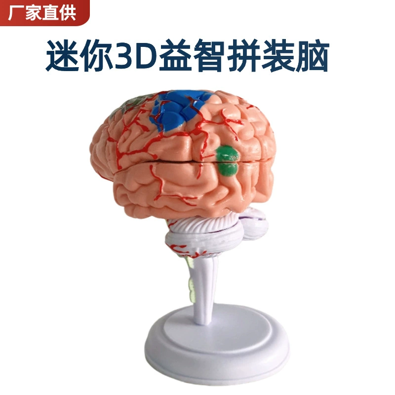 Brain model Brain function area color division model Human brain anatomy human cerebral artery structure cerebrovascular nerve