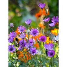 ɻշNļ̨СϞƹҾջͥԺԻNӻ