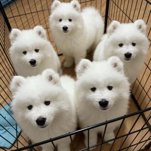 �_ĦҮ��Ȯ�ܰ�ѩ��Ȯ�д���Ȯ���B���ﹷ�����l�r�񹷹���Ȯ���w