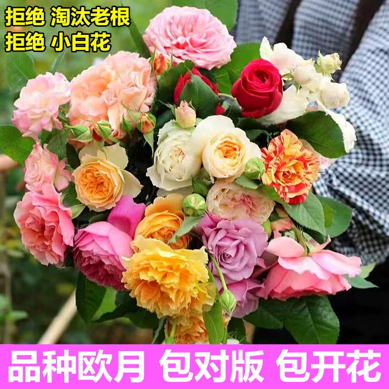 Сок Балкон Китайская Роза Цветочная рассада Разноцветочная китайская Роза Винограда Китайская Роза Аромат большого цветка Четыре сезона Цветочная рассада