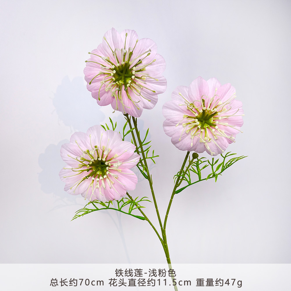 CC-铁线莲-浅粉