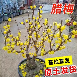 �D÷�������Ի���ֲ���҃�ͥԺ�ͺ��Ϙ��辰�Gֲ�ļ��_������÷��