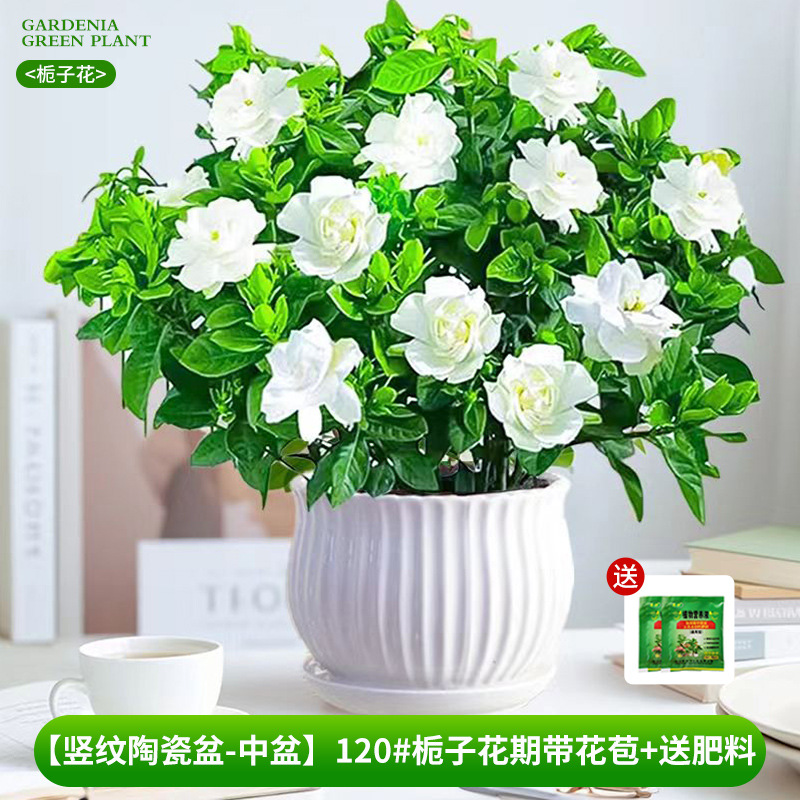 [Bacia de cerâmica com padrão vertical-bacia média] 120 # Período de floração da gardênia com botões + fertilizante grátis