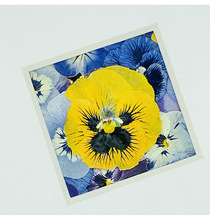 ��δ�������ɫ������ɻ�Ѻ������ɭϵINS �L�������z�������ϰ�